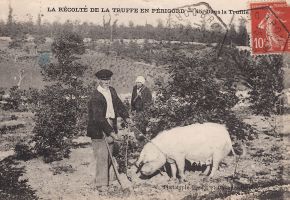 La Recolte de la Truffe